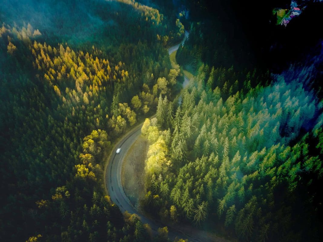 Circular IT group forest