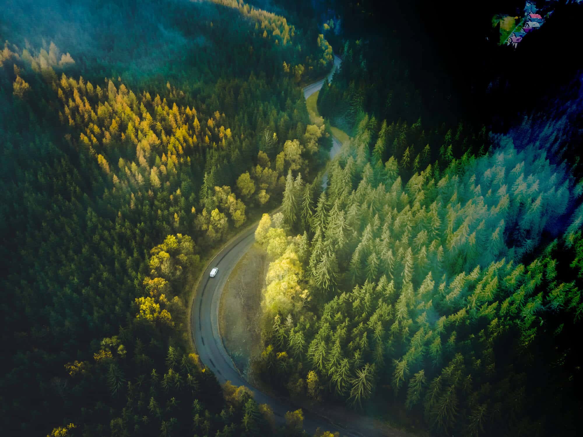 Circular IT group forest